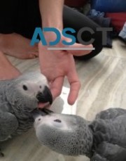 Hand raised African grey parrots 