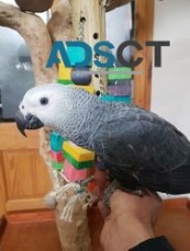 100% DNA tested African Grey Parrots