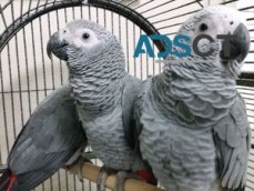 Loving pet African Grey Parrots For Sale