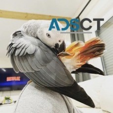 Timneh African Grey Parrots For Sale.