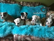 5 Adorable English Bulldog Puppies