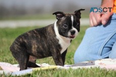 Adorable Boston terrier puppies Availabl