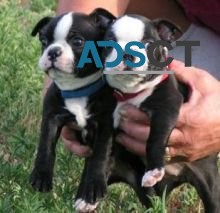 pure breed Boston Terrier puppies