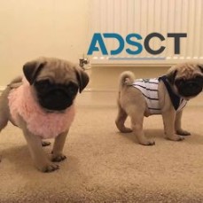 Female and male pug puppies for sale