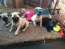 Male & Female (Pug) Puppies For Sale