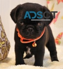 Beautiful & healthy pug Puppies for sale