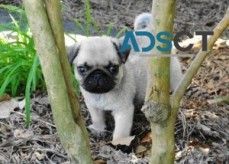 Left Beautiful PUG Puppies For Sale