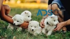 Beautiful samoyed puppies for sale..