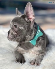 French bulldog puppy available 