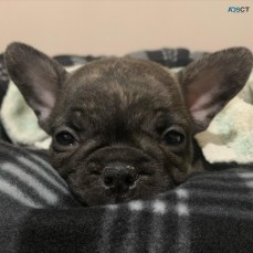 French bulldog puppy available 