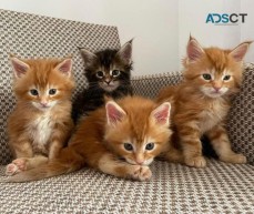 Boys Maine Coon kittens  For Sale