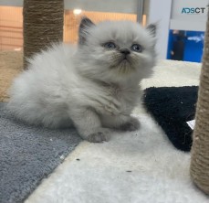 Cute Ragdolls Kittens For Sale