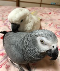 Two African Grey For Sale