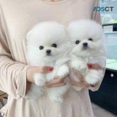 Pomeranian Puppies WhatsApp +44 7405 547