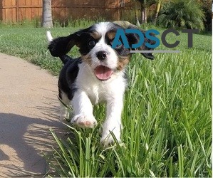 Playful Cavalier King Charles puppies