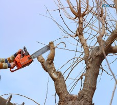 Professional Tree Removal in Moorabbin: Your Trusted Arborists