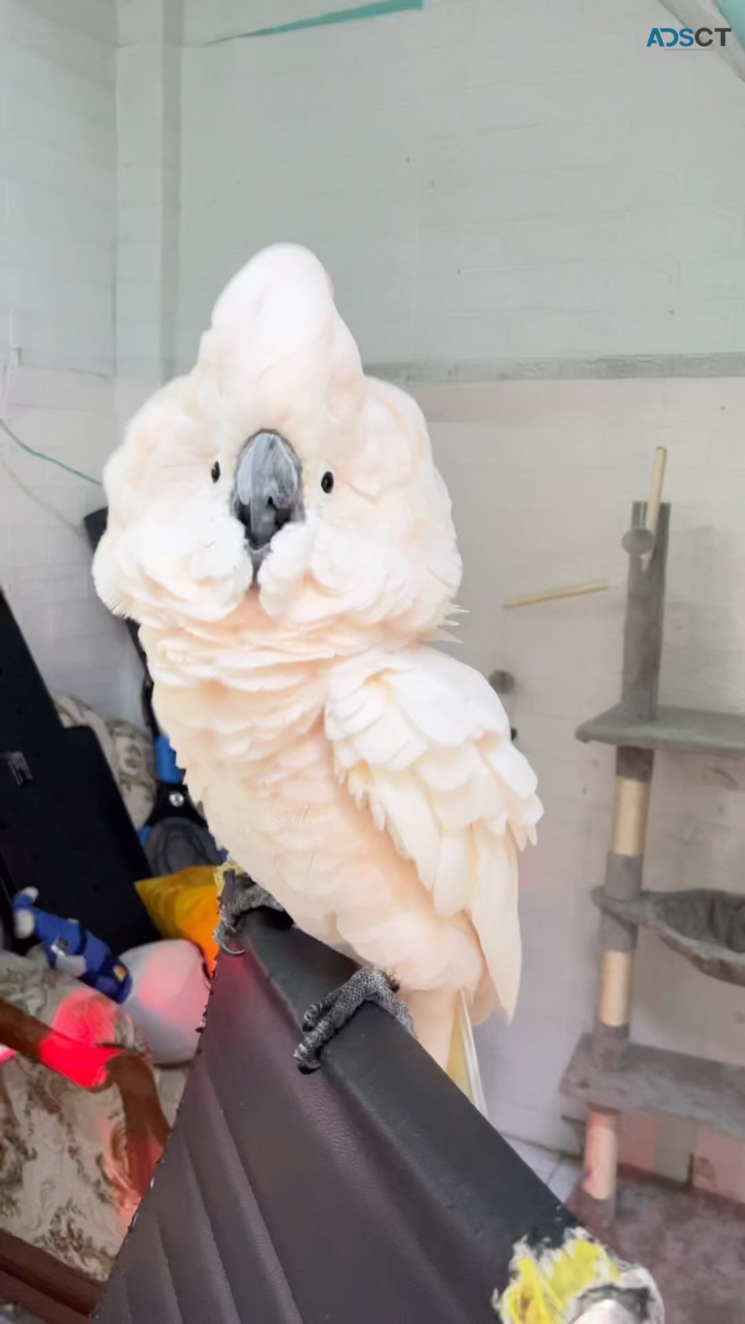Beautiful cockatoobreed parrot availabl.