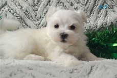 Maltese puppies set for new homes now