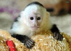 Home Trained Baby Capuchin Monkey For Ad