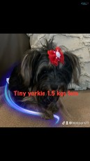 Yorkshire terrier tiny females 