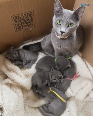 SOLID russian blue kittens for sale