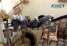 African grey parrot babies 