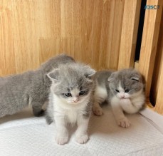 Lovely scottish fold kittens for sale