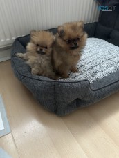 Lovely pomeranian puppies for sale