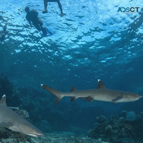  Snorkel with Sharks in Fiji – Thrilling, Safe & Unforgettable Ocean Adventure