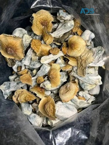 Weed Meth 048-00234-26 Coke Molly Bud Cold Ice Gold Coast MDMA Shroom mushroom Speed Rock 