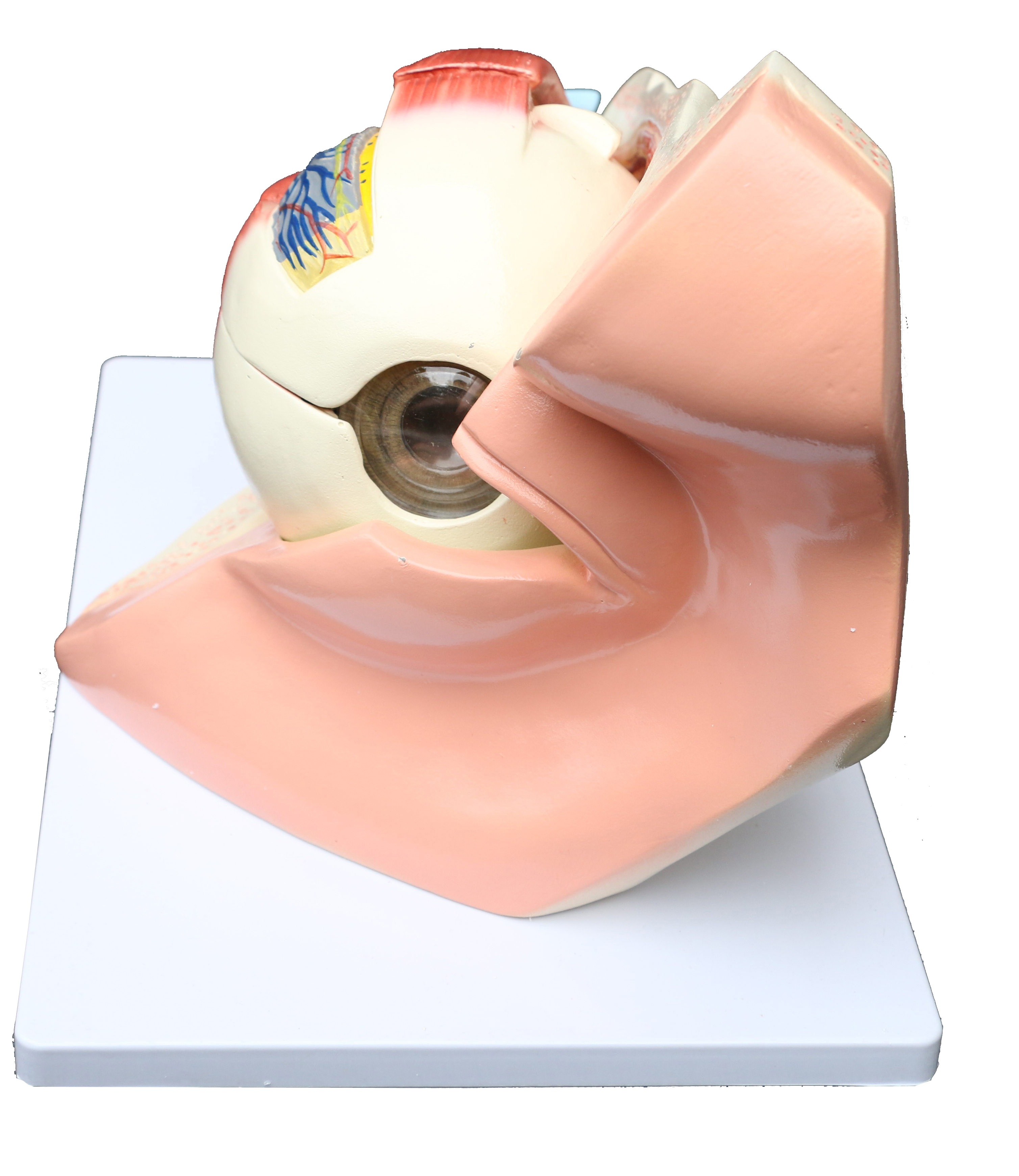 Anatomical Human Eye with Orbit Model  Z2657