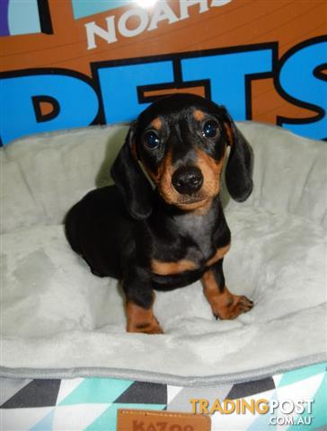 Brilliant Customized Fashion Wear