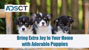 Dogs & Puppies Dealers in Australia