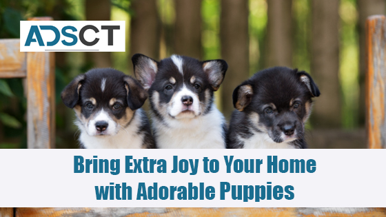 Dogs & Puppies Dealers in Australia Dogs & Puppies Dealers in Australia