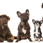 Top 10 Dogs Breeds in Australia