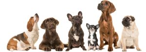Top 10 Dogs Breeds in Australia