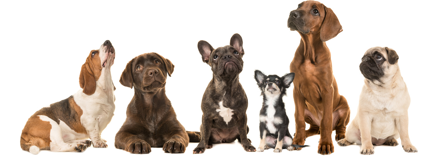Top 10 Dogs Breeds in Australia