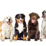 Top 10 Smartest Breeds of Dogs in Australia
