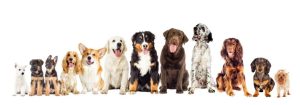 Top 10 Smartest Breeds of Dogs in Australia