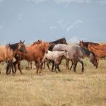 Top 10 Horse Breeds in Australia