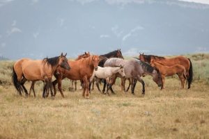 Top 10 Horse Breeds in Australia
